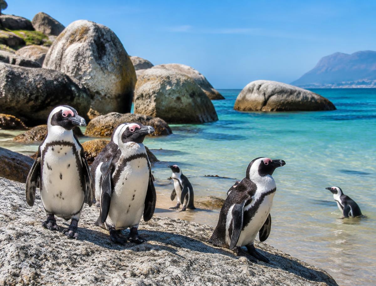 African penguins among granite rocks beside the clear water at Boulders Beach